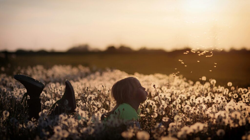 A child lies in a field of dandelions blowing seeds into the air at sunset.